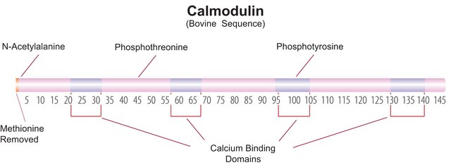 Calmodulin from bovine testes BioUltra, ≥98% (SDS-PAGE), lyophilized powder, essentially salt free