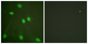 Anti-Histone H3 antibody produced in rabbit affinity isolated antibody