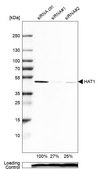 Anti-HAT1 antibody produced in rabbit Prestige Antibodies® Powered by Atlas Antibodies, affinity isolated antibody, buffered aqueous glycerol solution