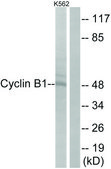 Anti-Cyclin B1 antibody produced in rabbit affinity isolated antibody