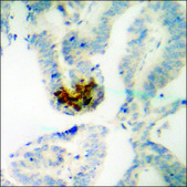 Anti-phospho-NF-kappaB p65 (pThr505) antibody produced in rabbit affinity isolated antibody