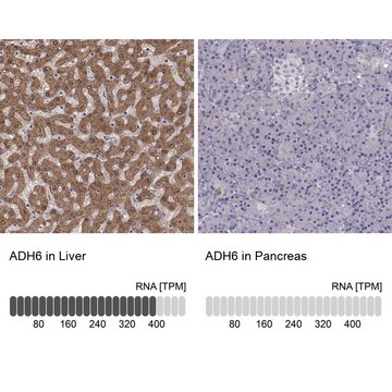 Anti-ADH6 Prestige Antibodies&#174; Powered by Atlas Antibodies, affinity isolated antibody