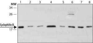 Anti-Cyclophilin B antibody produced in rabbit ~1.0&#160;mg/mL, affinity isolated antibody