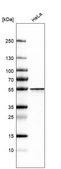 Anti-HNRNPH2 antibody produced in rabbit Prestige Antibodies&#174; Powered by Atlas Antibodies, affinity isolated antibody