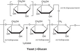 Lyticase from Arthrobacter luteus lyophilized powder, &#8805;2,000&#160;units/mg protein, Protein &#8805;20&#160;% by biuret