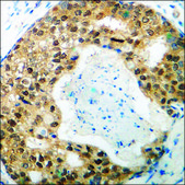 Anti-phospho-GSK3 &#945; (pSer21) antibody produced in rabbit affinity isolated antibody