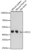 Anti-RCC1 antibody produced in rabbit