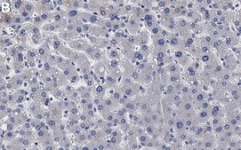 Anti-APOL1 Antibody, clone 1L15 ZooMAb&#174; Rabbit Monoclonal recombinant, expressed in HEK 293 cells