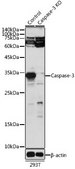 Anti- Caspase-3 antibody produced in rabbit
