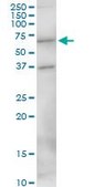Anti-MEF2D antibody produced in mouse purified immunoglobulin, buffered aqueous solution