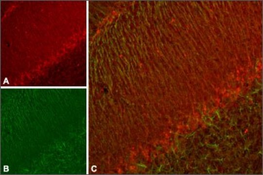 Anti-Potassium Channel Kv11.3 (erg3) antibody produced in rabbit affinity isolated antibody, lyophilized powder
