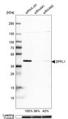 Anti-ZFPL1 antibody produced in rabbit Prestige Antibodies&#174; Powered by Atlas Antibodies, affinity isolated antibody, buffered aqueous glycerol solution