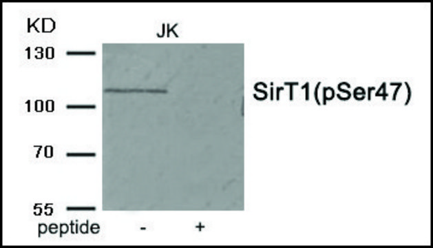 Anti-phospho-SirT1 (pSer47) antibody produced in rabbit affinity isolated antibody