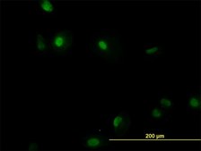 Monoclonal Anti-RUNX1 antibody produced in mouse clone 2C10, purified immunoglobulin, buffered aqueous solution