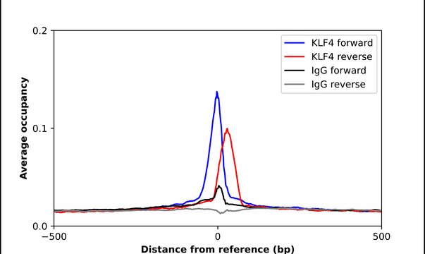 Anti-KLF4 antibody produced in rabbit Prestige Antibodies&#174; Powered by Atlas Antibodies, affinity isolated antibody, buffered aqueous glycerol solution