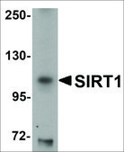 Anti-SIRT1 antibody produced in chicken affinity isolated antibody, buffered aqueous solution