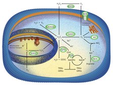 Superoxide Dismutase bovine recombinant, expressed in E. coli, lyophilized powder, &#8805;2500&#160;units/mg protein, &#8805;90% (SDS-PAGE)