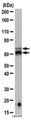 Anticorps anti-KEAP1 from rabbit, purified by affinity chromatography