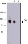 Anti-PML antibody, Mouse monoclonal clone PML-97, purified from hybridoma cell culture