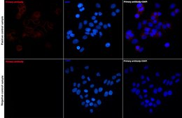 Anti-E-Cadherin Antibody, clone 2Q9Y7, Rabbit Monoclonal