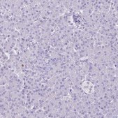 Anti-HOMER1 antibody produced in rabbit Prestige Antibodies&#174; Powered by Atlas Antibodies, affinity isolated antibody, buffered aqueous glycerol solution
