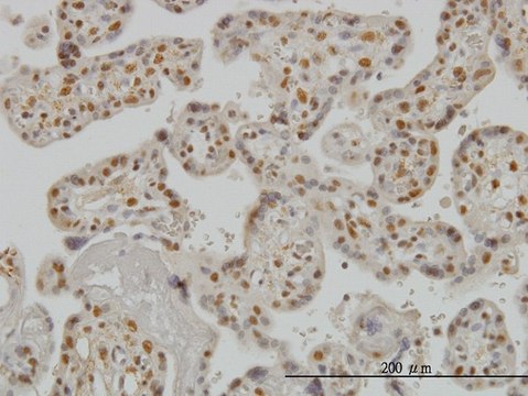 Monoclonal Anti-SMAD3 antibody produced in mouse clone 7F3, purified immunoglobulin, buffered aqueous solution