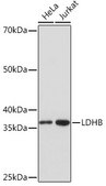Anti-LDHB antibody produced in rabbit
