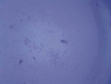 QCM ECMatrix Cell Invasion Assay, 24-well (8 &#181;m), colorimetric The CHEMICON Cell Invasion Assay Kit uses a 24-well plate, with 8 um pores, which provides an efficient system for evaluating the invasion of tumor cells through a basement membrane model.