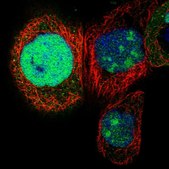Anti-NSUN5 antibody produced in rabbit Prestige Antibodies&#174; Powered by Atlas Antibodies, affinity isolated antibody, buffered aqueous glycerol solution