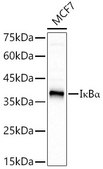 Anti-I&#954;B&#945; Antibody, clone 9H7X4, Rabbit Monoclonal