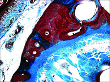 Safranin O certified by the BSC