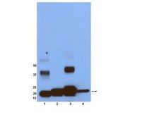 Anti-Ras Antibody, clone RAS10 clone RAS10, Upstate&#174;, from mouse