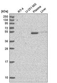 Anti-NPNT antibody produced in rabbit Prestige Antibodies&#174; Powered by Atlas Antibodies, affinity isolated antibody