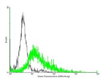 Anti-P2RY8 antibody produced in mouse purified immunoglobulin, buffered aqueous solution