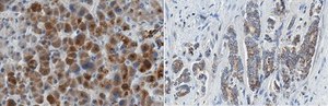 Anti-CHCHD10 Antibody, clone 11F11.2 clone 11F11.2, from mouse