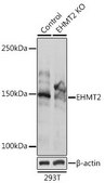 Anti- EHMT2 antibody produced in rabbit