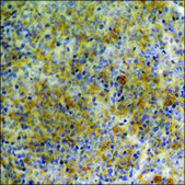 Anti-phospho-EGFR (pSer1070) antibody produced in rabbit affinity isolated antibody