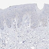 Anti-TBXAS1 antibody produced in rabbit Prestige Antibodies® Powered by Atlas Antibodies, affinity isolated antibody, buffered aqueous glycerol solution