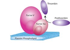 Factor X Activated (Xa) from bovine plasma aqueous glycerol solution
