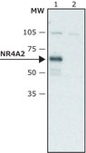 Anti-NR4A2 antibody produced in rabbit ~1.5&#160;mg/mL, affinity isolated antibody, buffered aqueous solution
