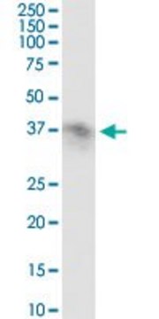 Anti-FCGR2B antibody produced in rabbit purified immunoglobulin, buffered aqueous solution