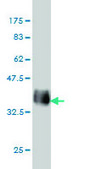 Monoclonal Anti-GJA1 antibody produced in mouse clone 3E5, purified immunoglobulin, buffered aqueous solution