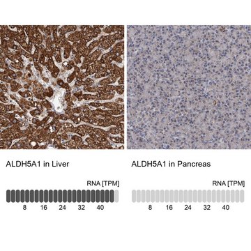 Anti-ALDH5A1 antibody produced in rabbit Prestige Antibodies&#174; Powered by Atlas Antibodies, affinity isolated antibody, buffered aqueous glycerol solution, ab2