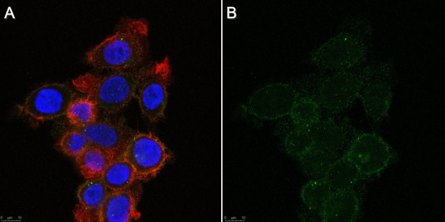 Anti-Neuropilin-1 Antibody, ECD b1b2 Antibody, clone mAb2