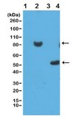 Anti-Histidine Tag Antibody, clone RM146 clone RM146, from rabbit