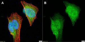 Anti-Cdk5 Antibody, clone 1H13 ZooMAb&#174; Rabbit Monoclonal recombinant, expressed in HEK 293 cells
