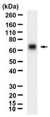 Anti-PD-L2/CD273 Antibody, clone 1B21 ZooMAb&#174; Rabbit Monoclonal recombinant, expressed in HEK 293 cells