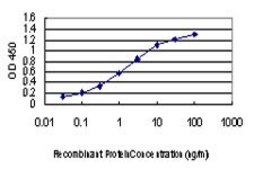 Monoclonal Anti-PAK1 antibody produced in mouse clone 1E11, purified immunoglobulin, buffered aqueous solution