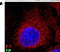 Anti-Protein Disulfide Isomerase (MD-12) antibody produced in rabbit affinity isolated antibody, buffered aqueous solution