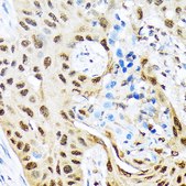 Anti-HES5 antibody produced in rabbit